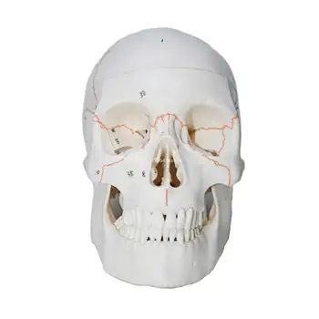 Emberi koponya modell Emberi fej csontváz anatómiai modell, életnagyságú csontváz modell csepphajó