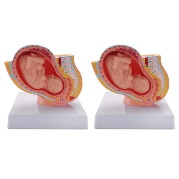 2X Emberi terhesség Magzati fejlődés 9. hónap Embrionális kismedencei modell Magzat magzat Terhesség anatómia A placenta modell