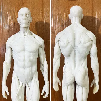30cm Gyanta fehér Emberi modell Teljes izom Férfi csontváz Anatómia Szerkezet Művészet CG Festészet